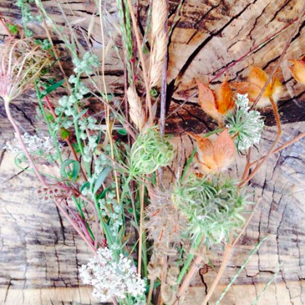plantes feuilles